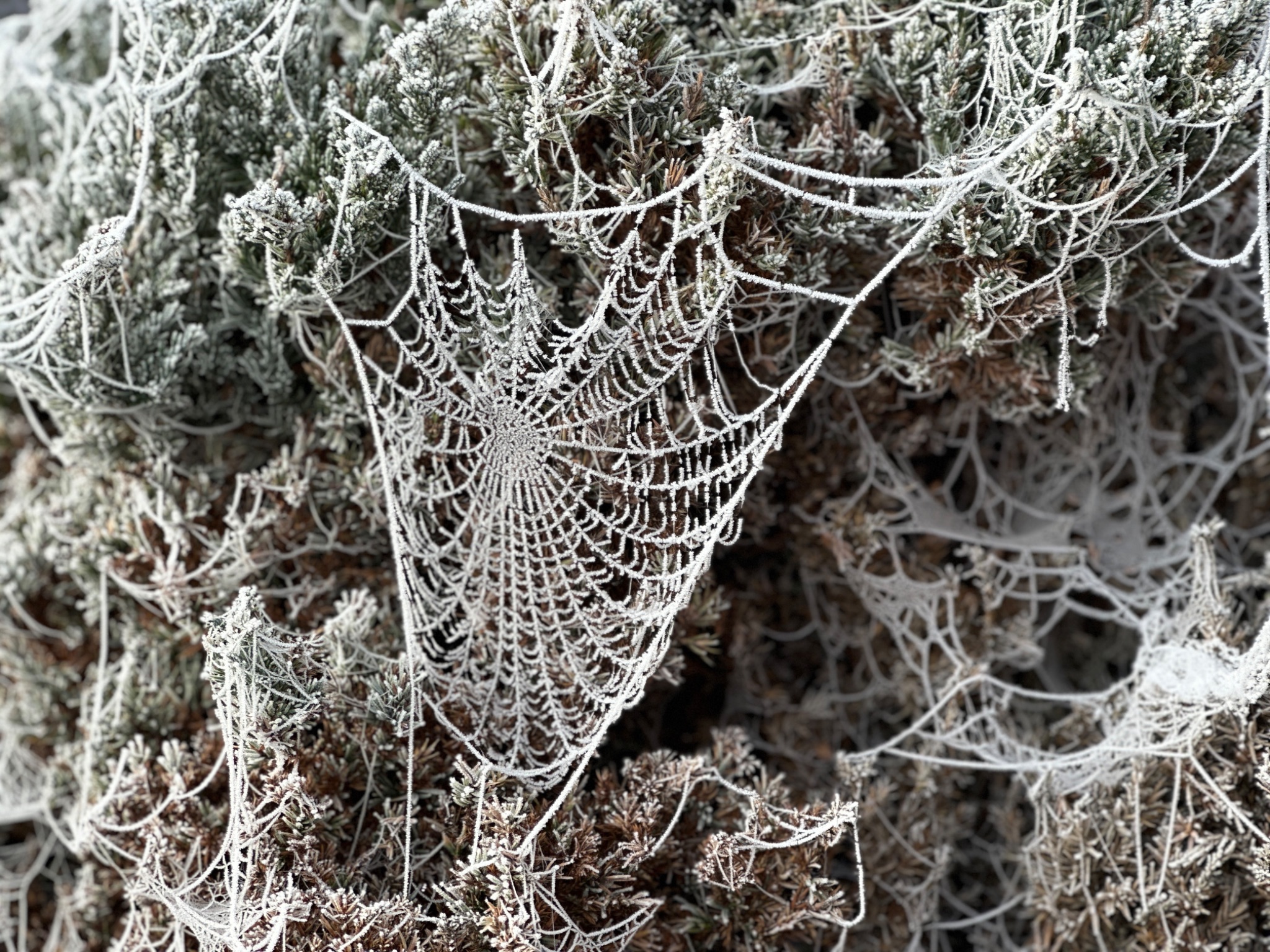 Macro